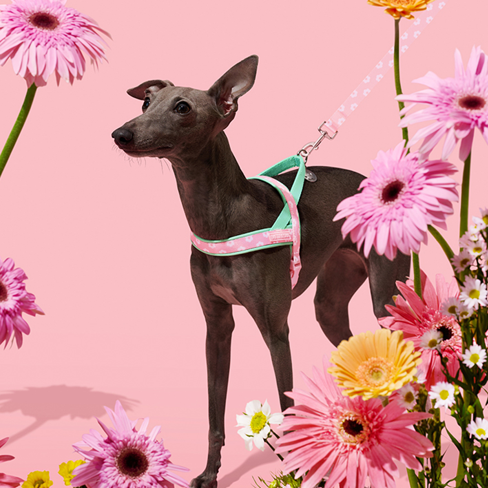 Luxury Pet Chest Strap Tractio - Headcollar Rope Set review and price